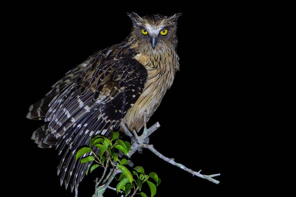 Burung Ketupa ketupu