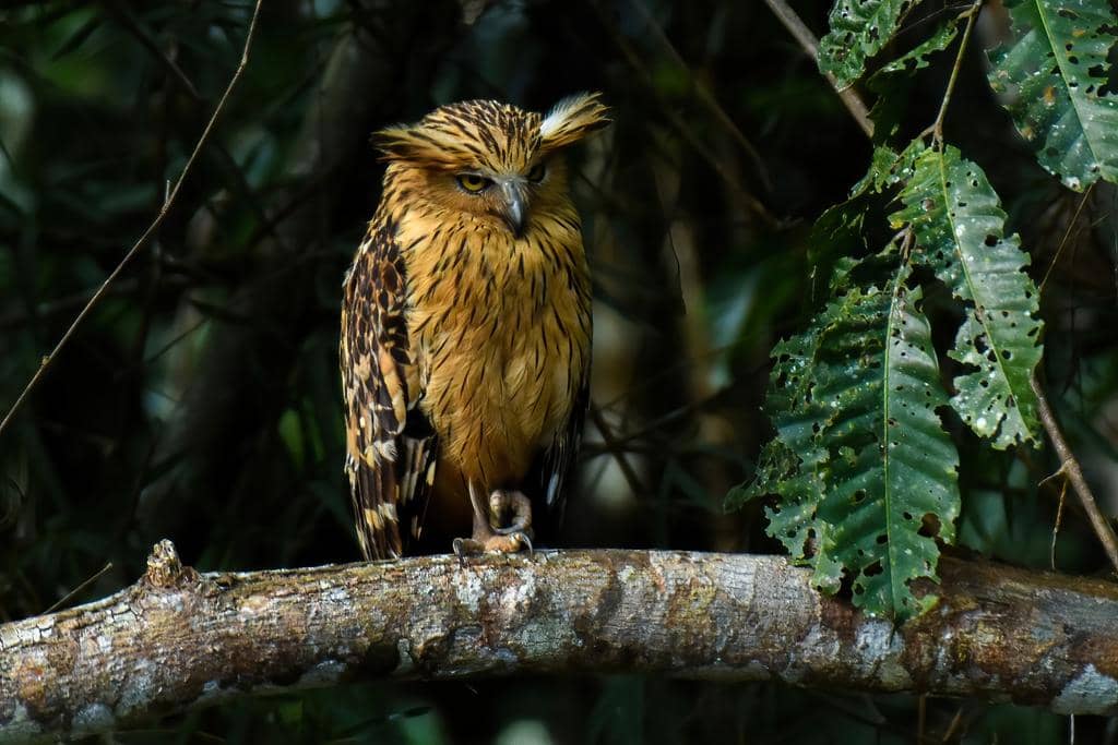 Burung Ketupa ketupu