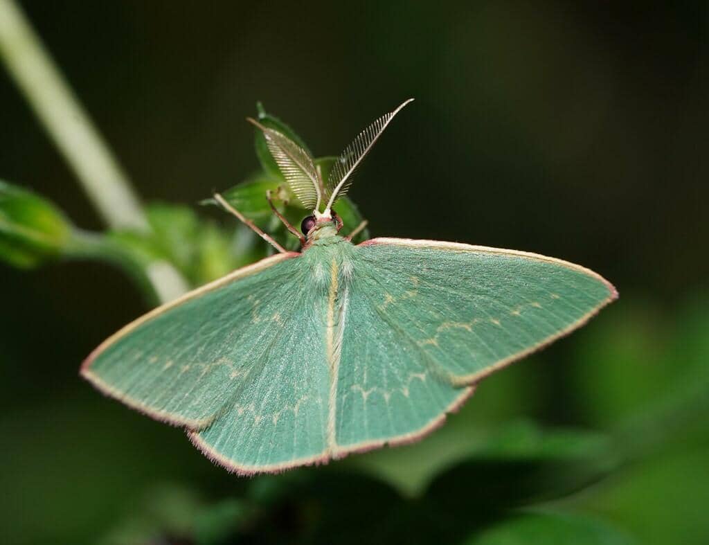 Ngengat Chlorocoma dichloraria