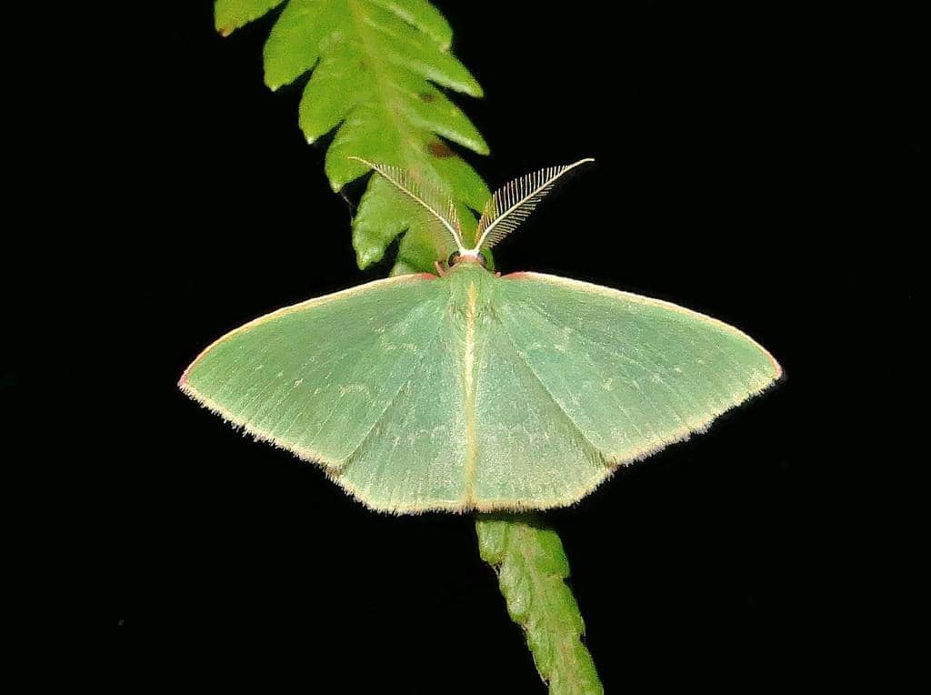 Ngengat Chlorocoma dichloraria