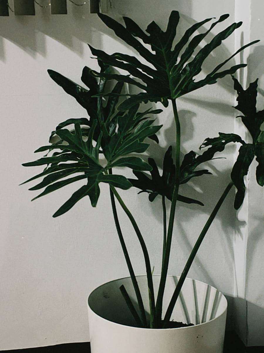 ilustrasi philodendron selloum