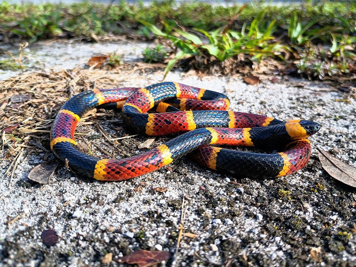 Coral snake