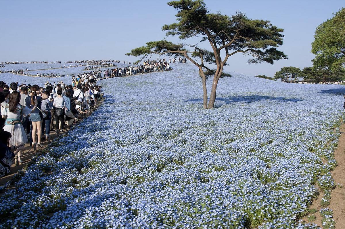 hamparan bunga nemophila di Hitachi Seaside Park