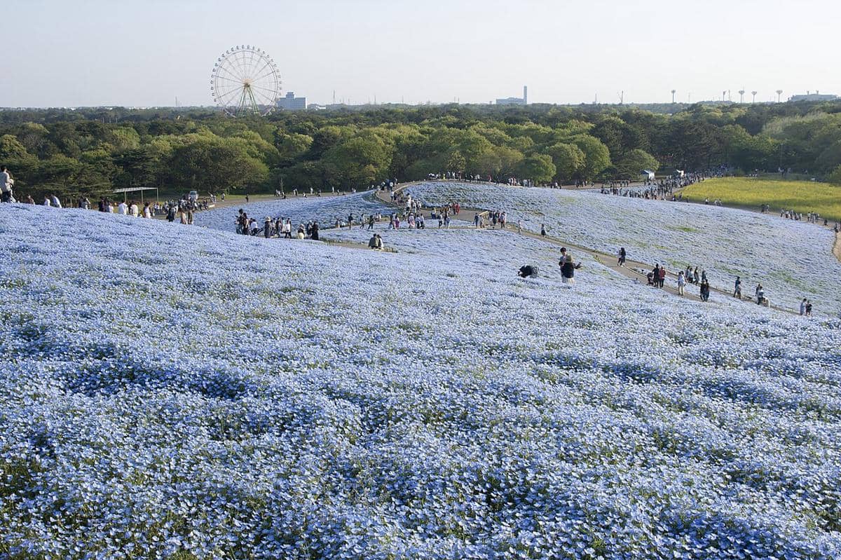 5 Spot Bunga Nemophila di Hitachi Seaside Park, Instagramable Banget!