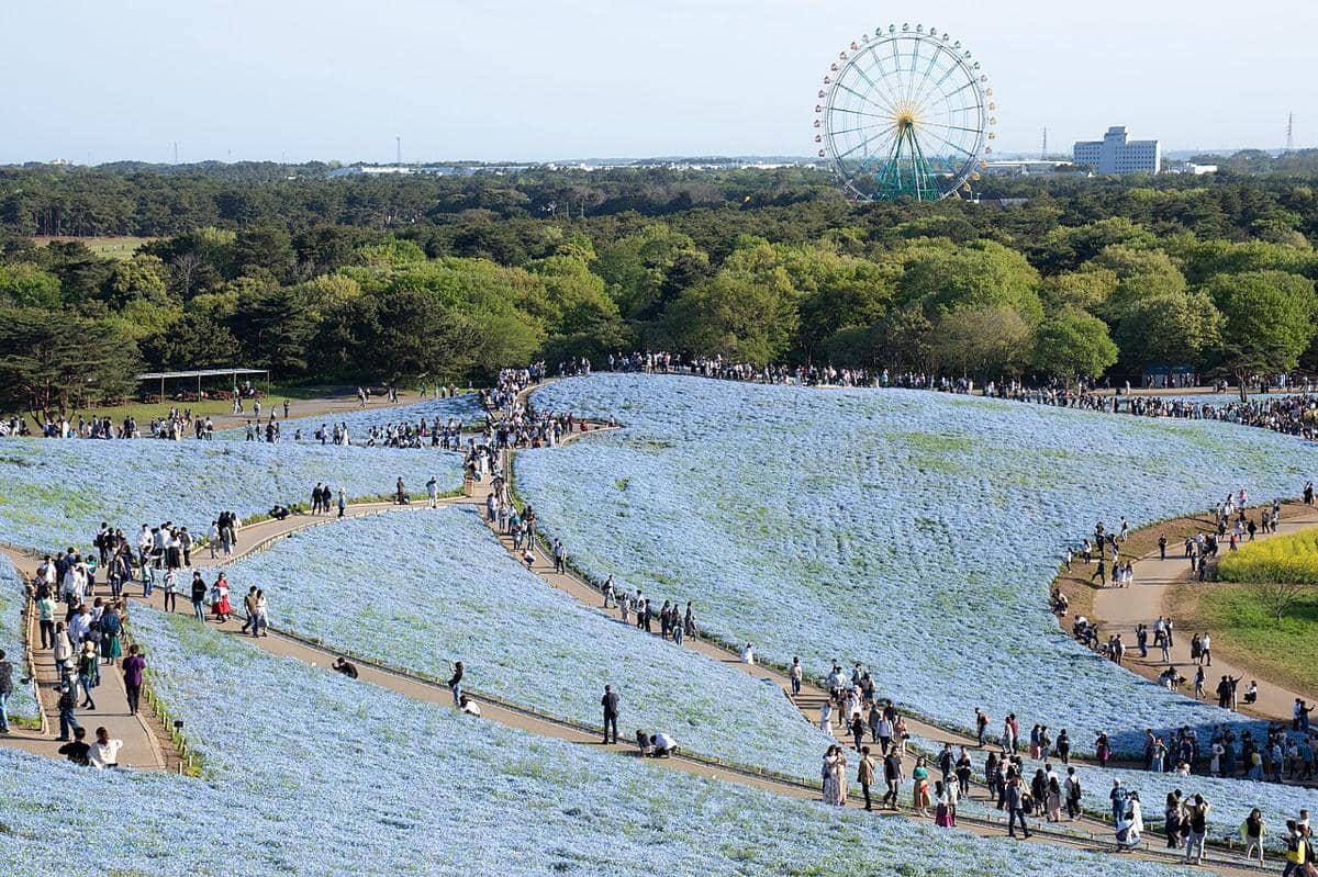 hamparan bunga nemophila di Hitachi Seaside Park