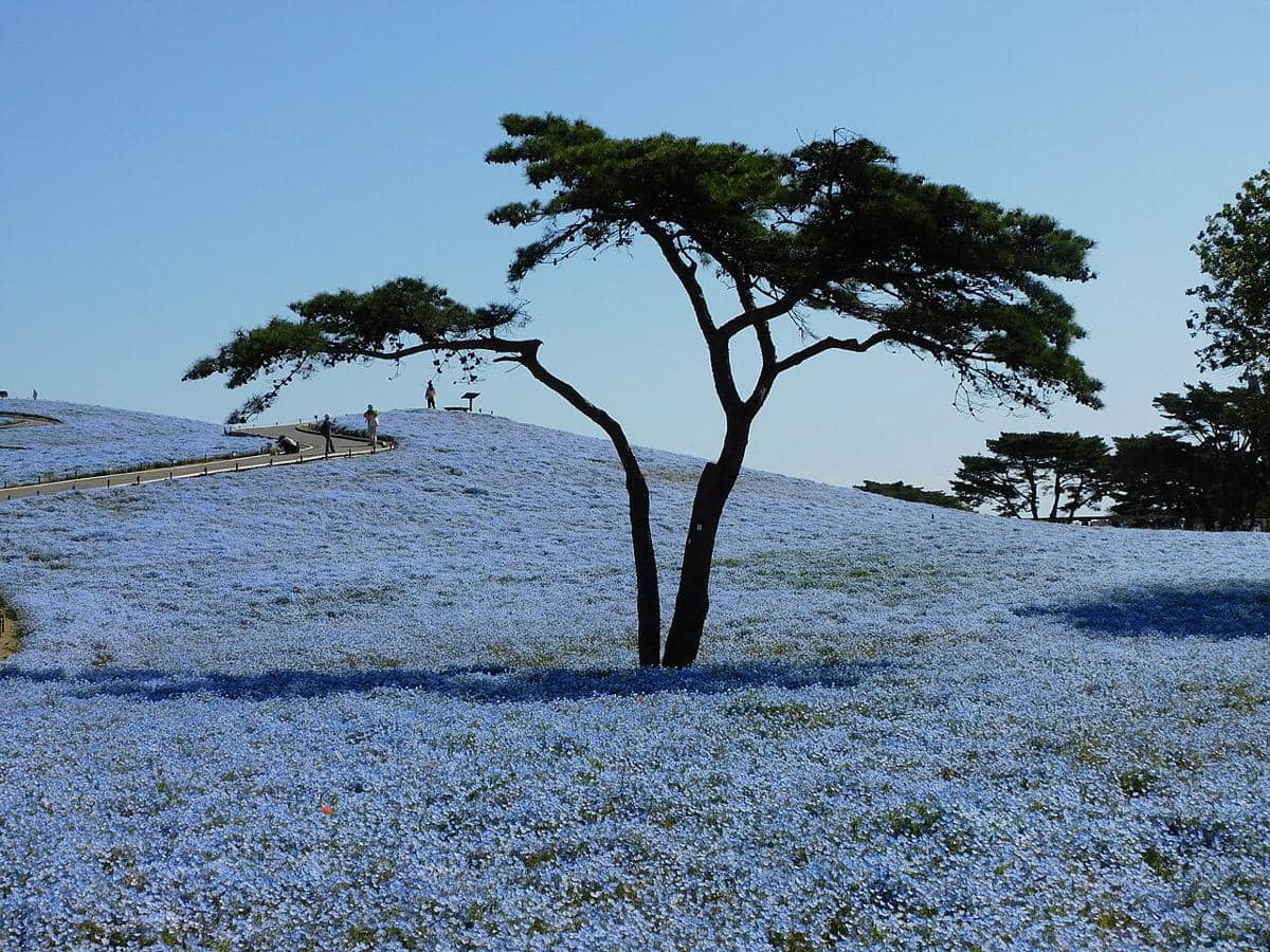 hamparan bunga nemophila di Hitachi Seaside Park