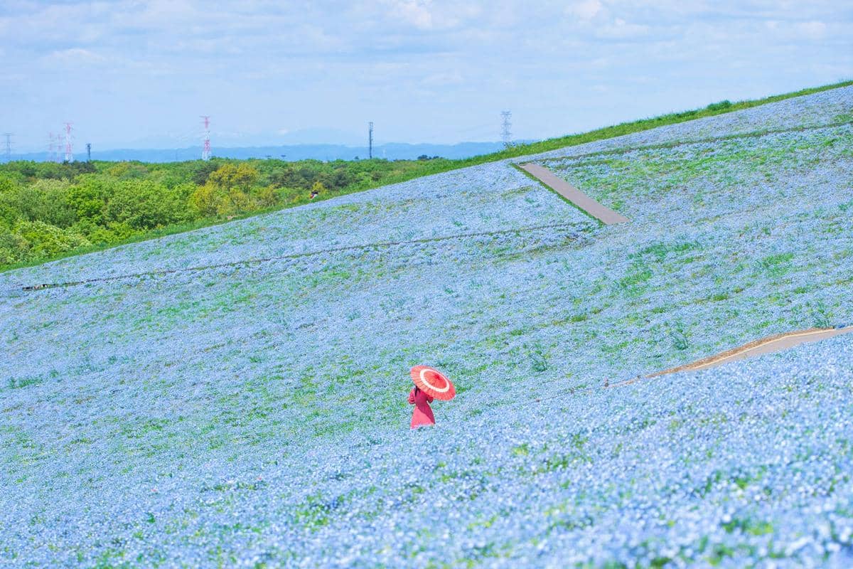 ilustrasi hamparan bunga nemophila di Hitachi Seaside Park