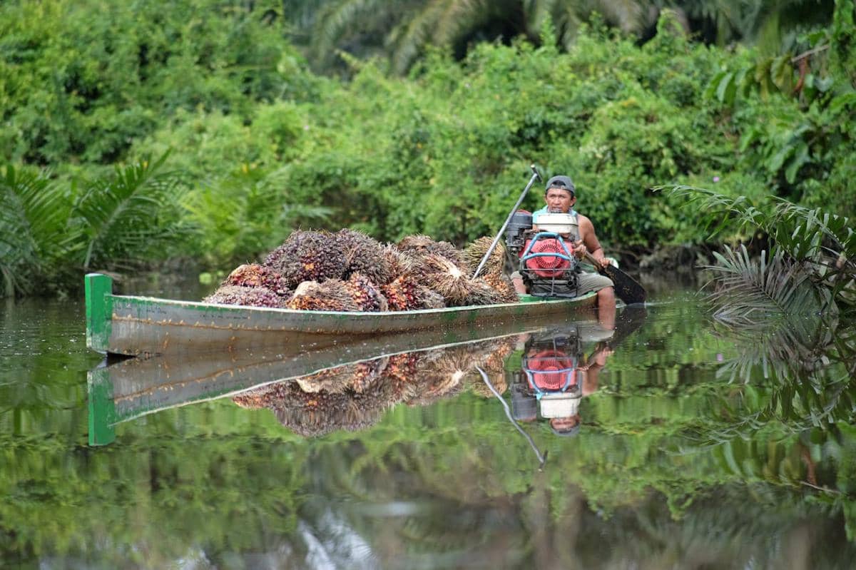 ilustrasi panen kelapa sawit