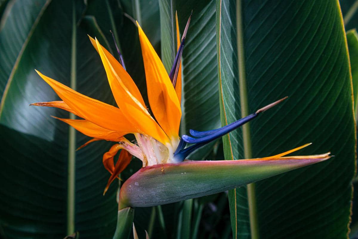 ilustrasi bird of Paradise (Strelitzia Nicolai)