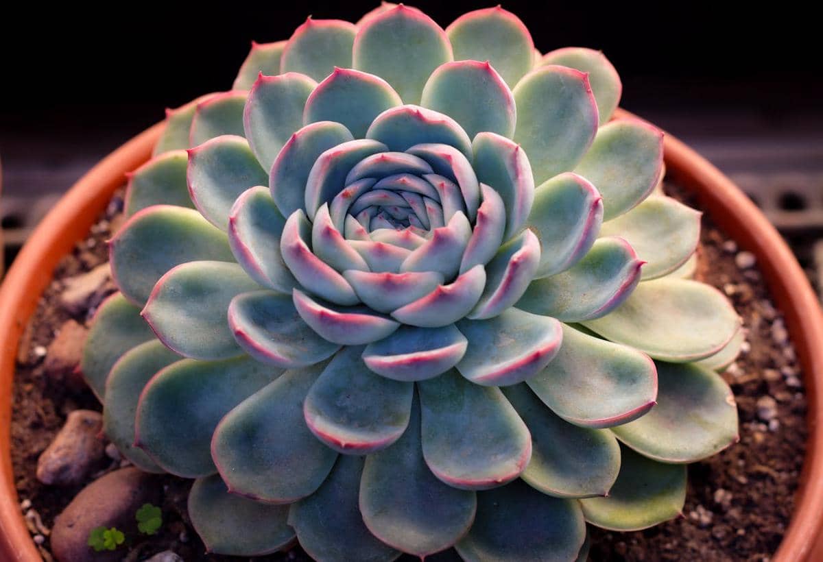 5 Tanaman Hias Berwarna Pastel yang Bikin Suasana Rumah Lebih Soft