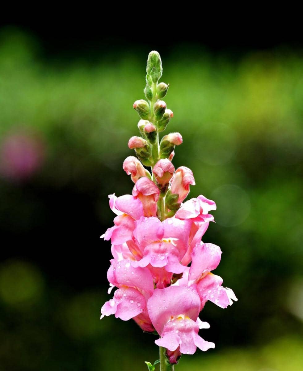 ilustrasi bunga snapdragon