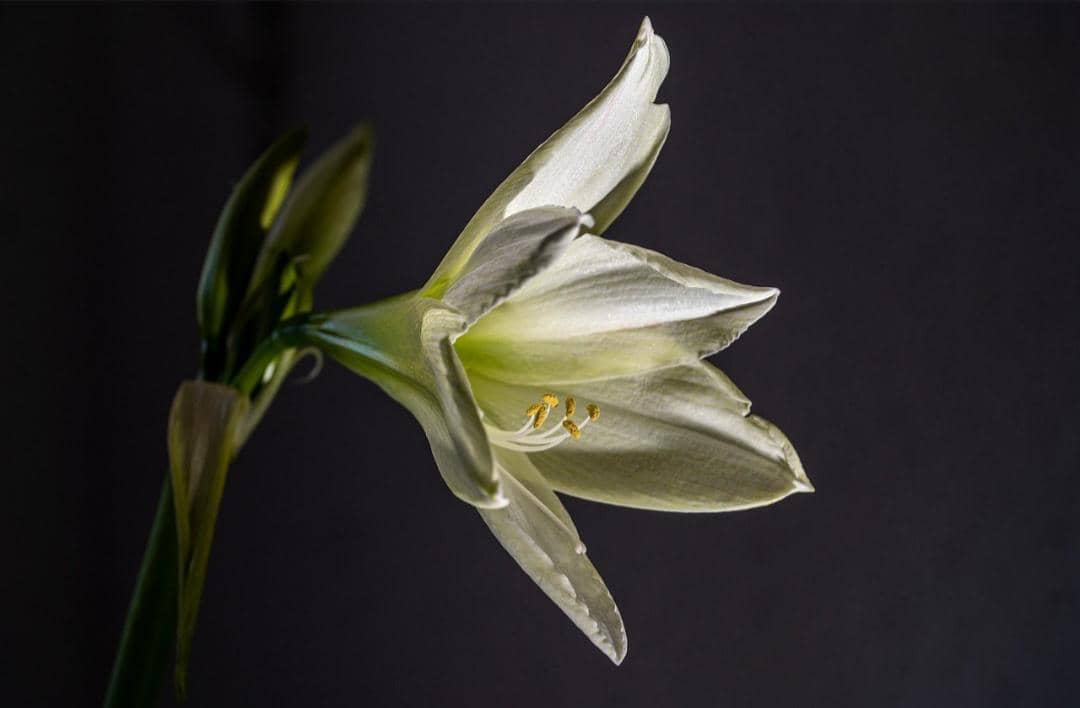 ilustrasi bunga amarilis