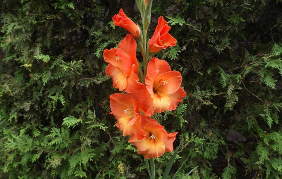 ilustrasi bunga gladiol