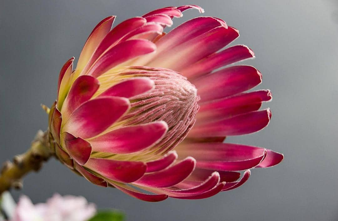 ilustrasi bunga protea