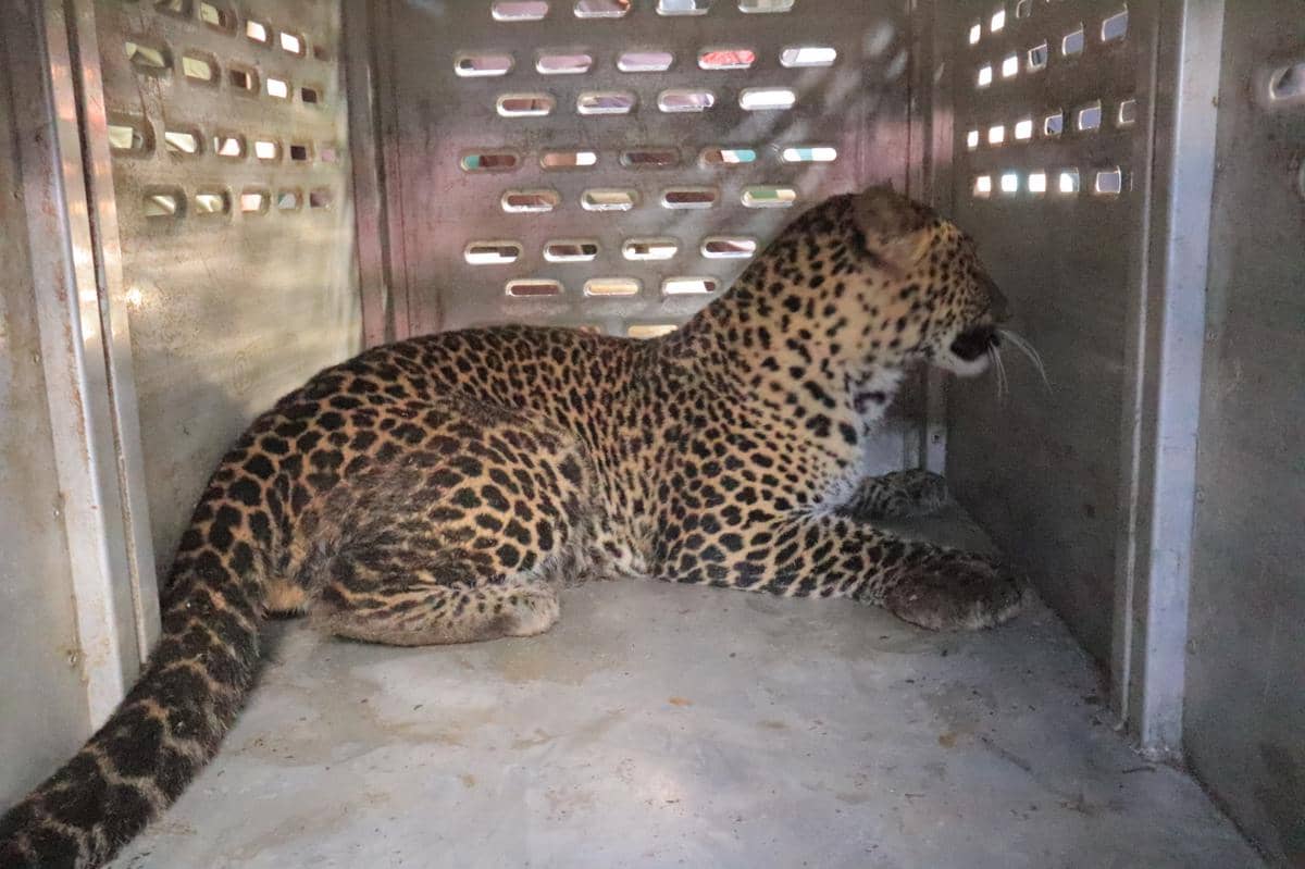 Macan Tutul Lepas di Puncak Bukan Koleksi Taman Safari