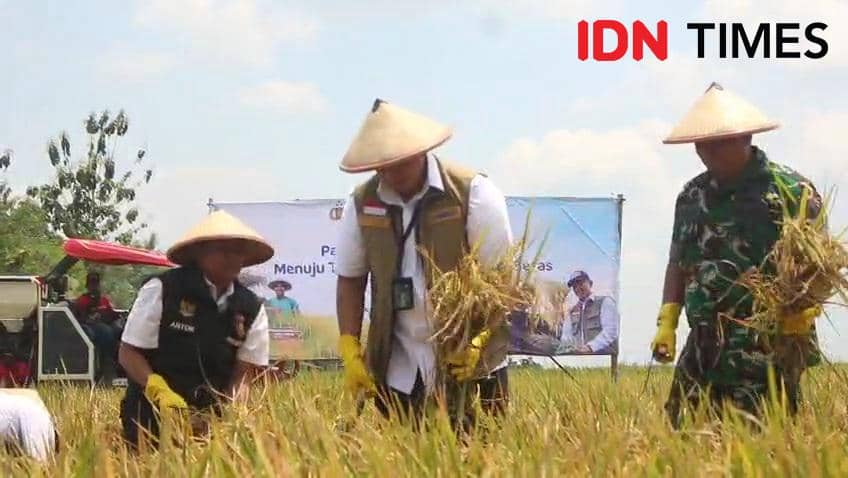 Bulog Dapat Subsidi Bunga 2 Persen untuk Serap 4 Juta Ton Gabah