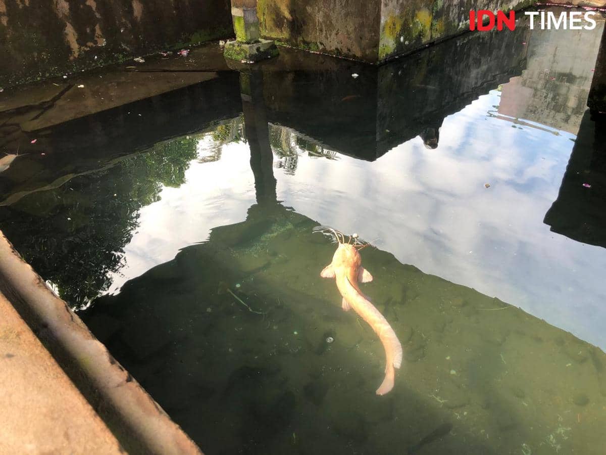 Lele di Sendang Seliran, Makam Raja Mataram Kotagede