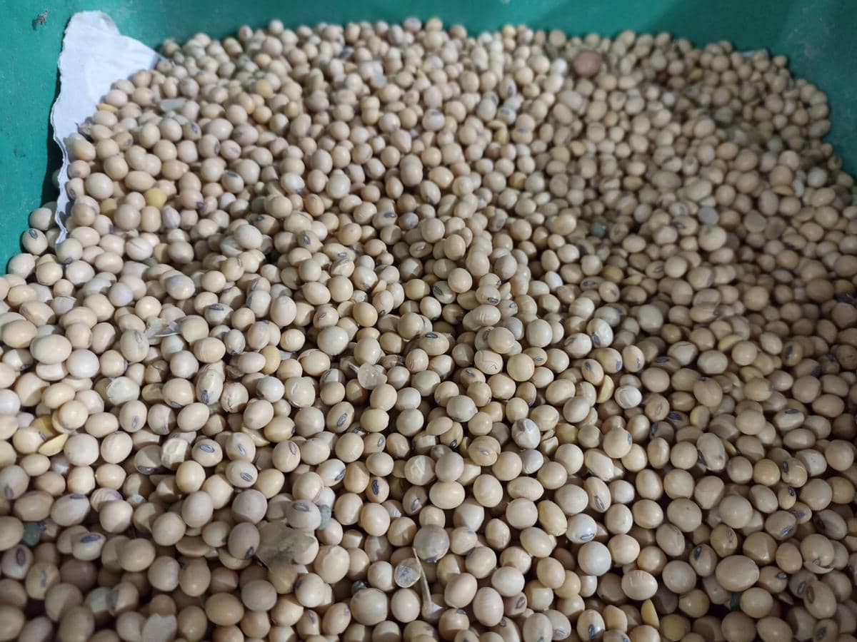 Dolar Capai 18 Ribu, Pengrajin Tempe di Bogor Pangkas Produksi