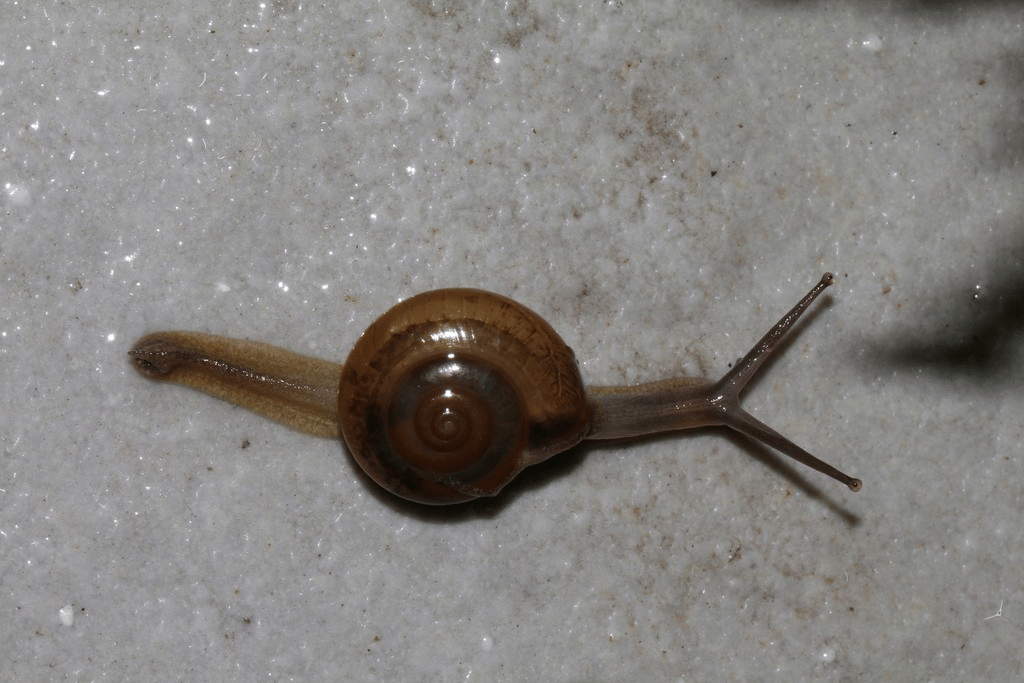 keong horntail