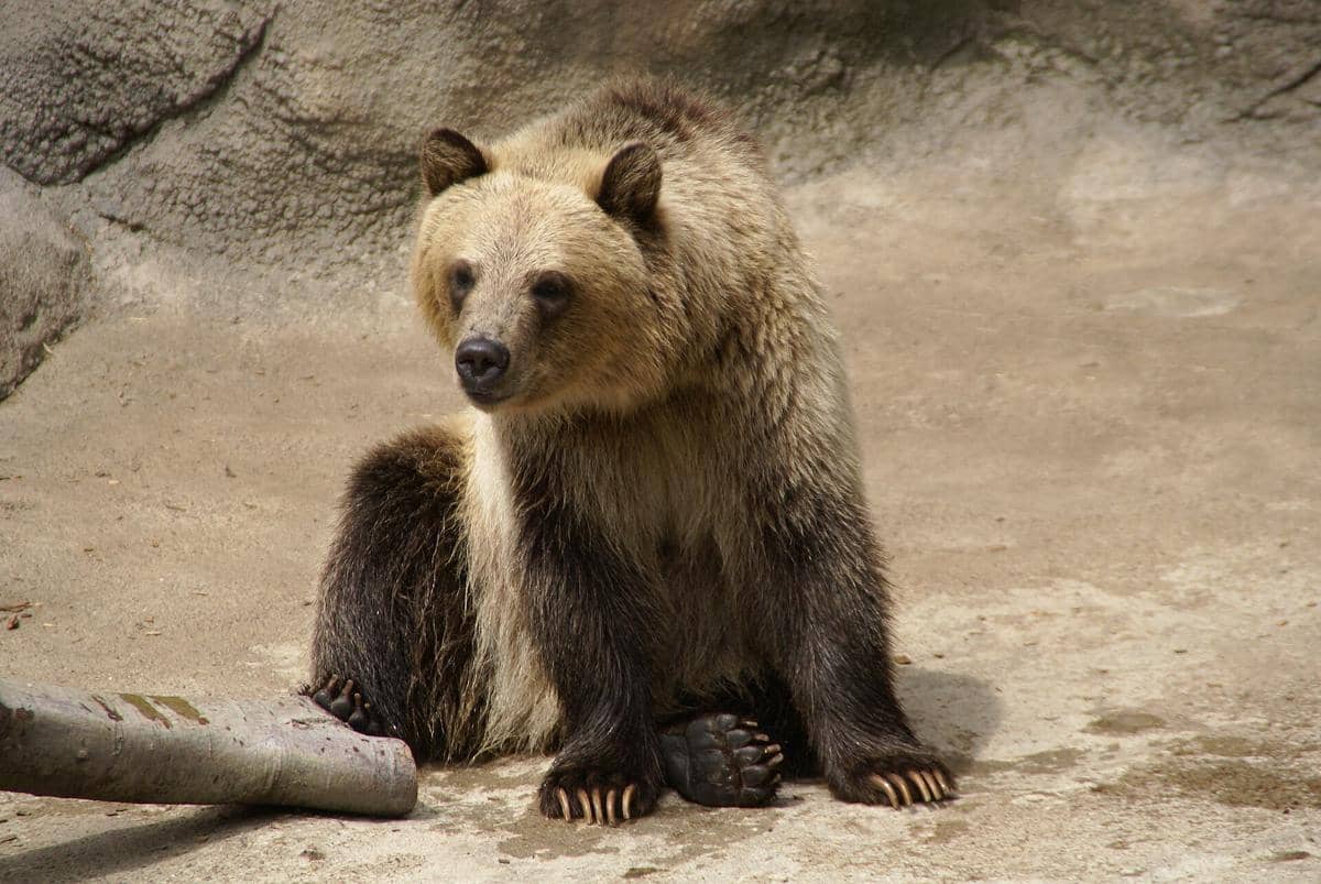 5 Fakta Beruang Grizzly, Predator di Amerika Utara dengan Cakar Kuat
