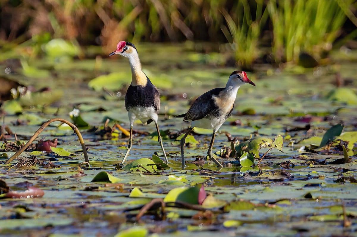 Jacana jengger (Irediparra gallinacea)