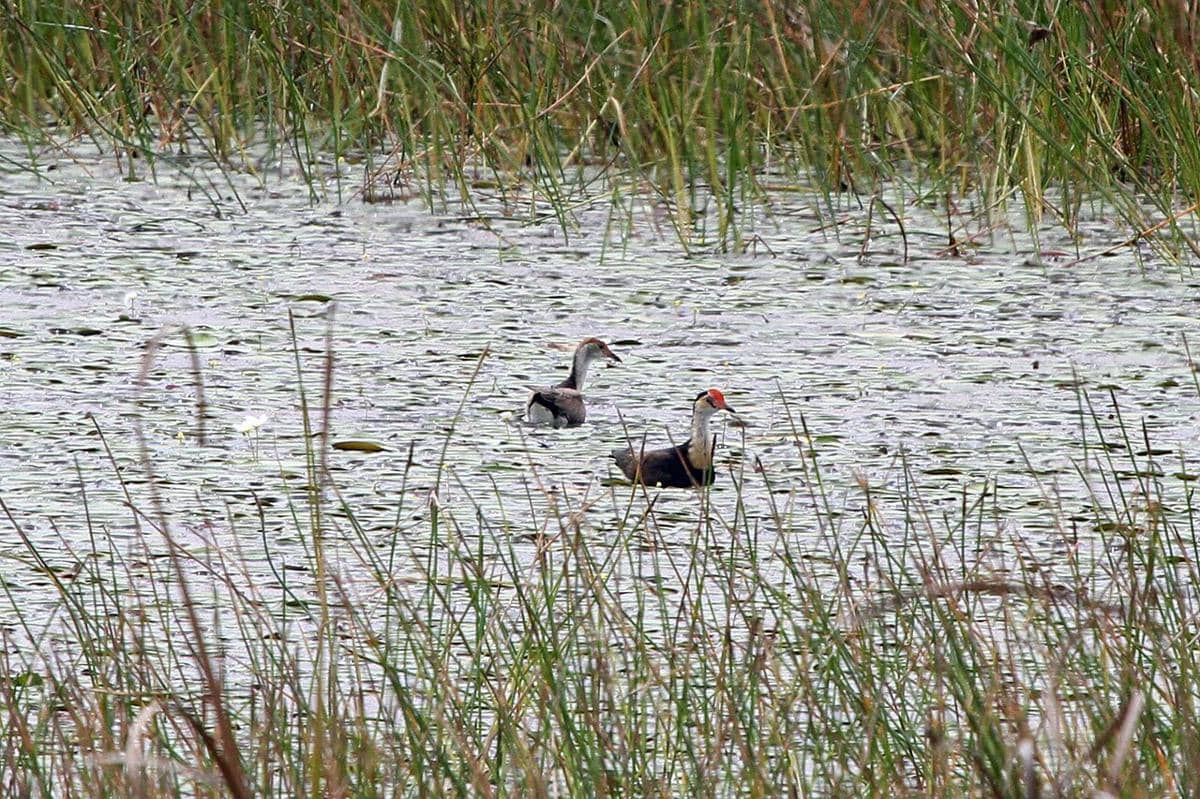 Jacana jengger (Irediparra gallinacea)