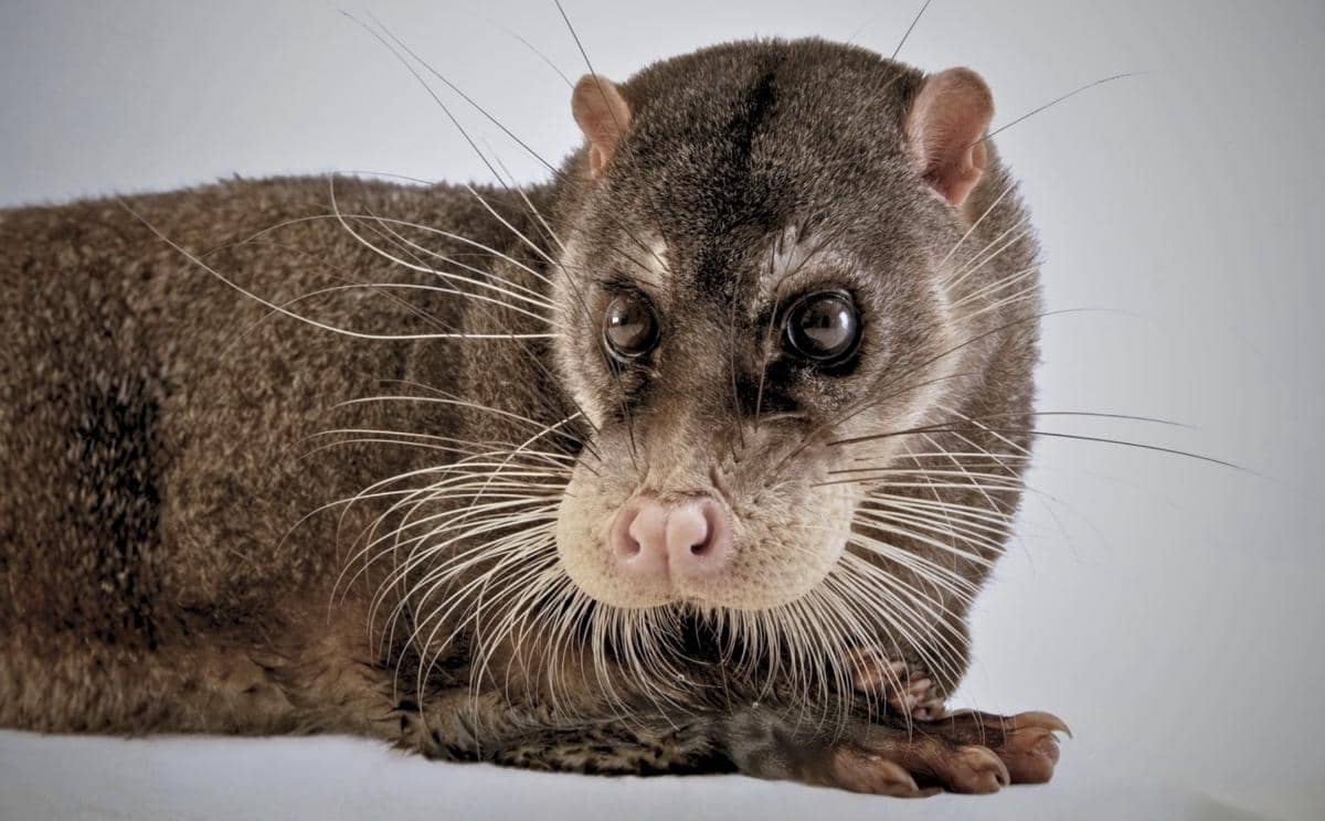 7 Fakta Unik Musang Air, si Hantu Rawa yang Nyaris Tak Tersisa