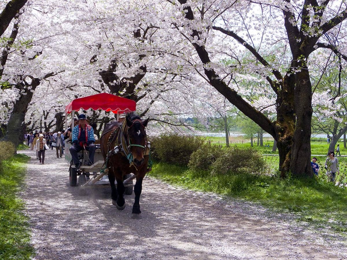 5 Destinasi Musim Semi di Jepang Utara, Lanskapnya Sangat Berwarna!