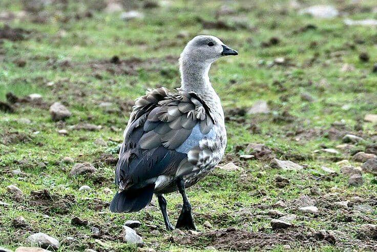 5 Fakta Angsa Bersayap Biru, Si Cantik Penuh Misteri dari Etiopia