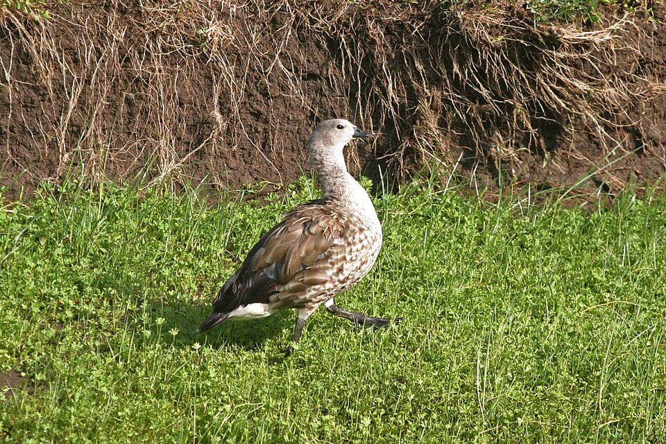 angsa bersayap biru berjalan mantap