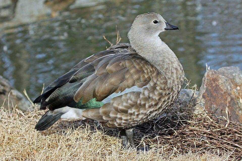 tampilan sekujur tubuh angsa bersayap biru