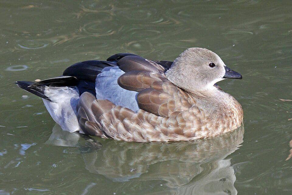 Angsa bersayap biru ini sedang berenang. 