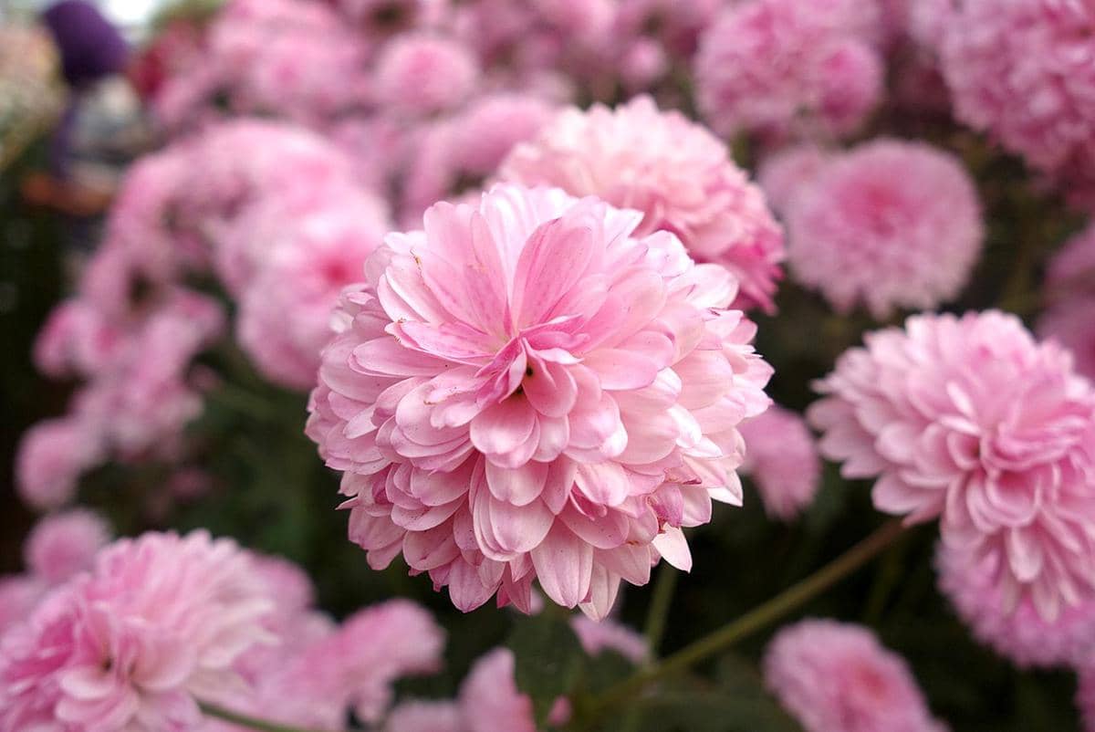 ilustrasi krisan pink