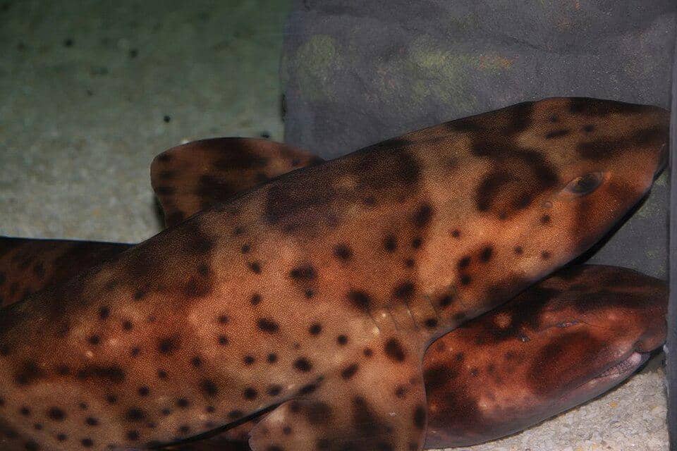 dua ikan swell shark sedang tidur
