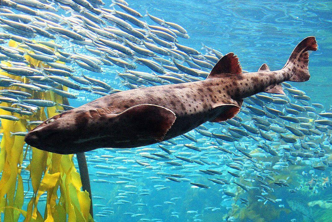 5 Fakta Unik Swell Shark, Hiu yang Bisa Membengkak Seperti Balon!