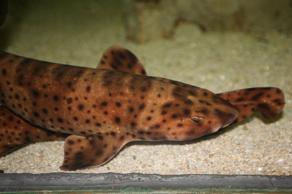 ikan swell shark di dasar air