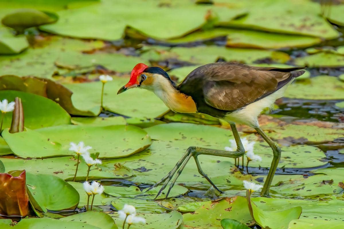 5 Fakta Sepatu Jengger, Burung Unik yang Bisa Berjalan di Atas Air