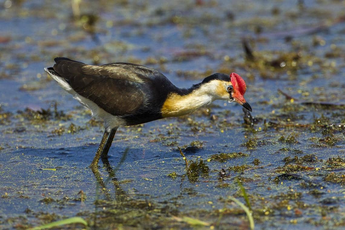 Jacana jengger (Irediparra gallinacea)