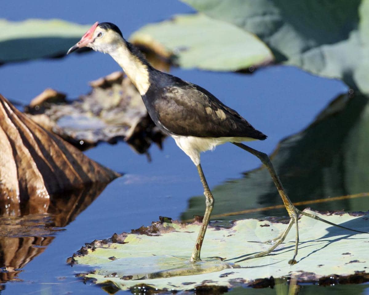 Jacana jengger (Irediparra gallinacea)