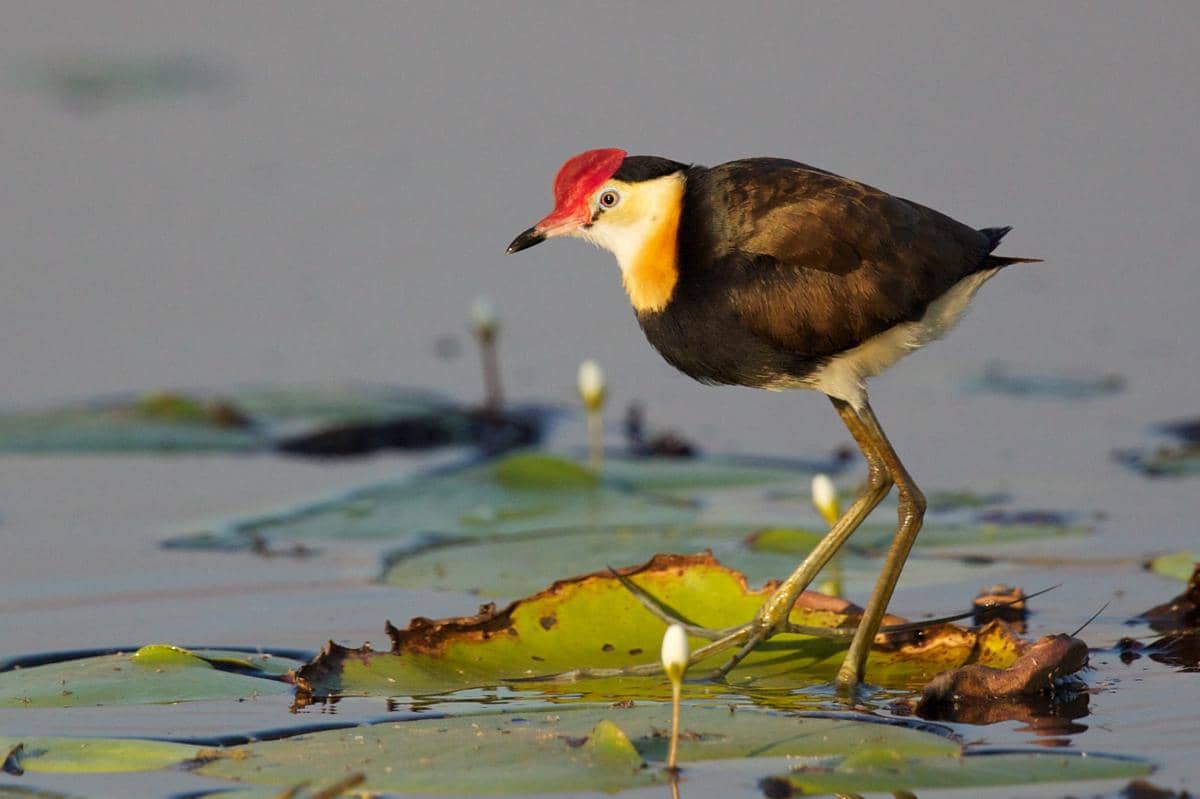 Jacana jengger (Irediparra gallinacea)