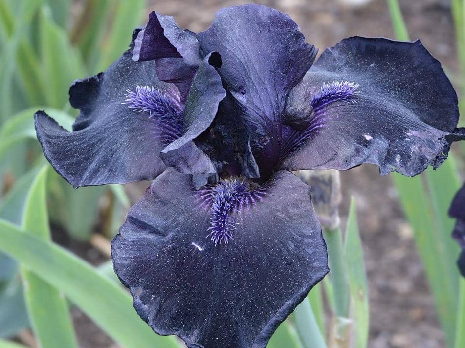 ilustrasi iris before the storm