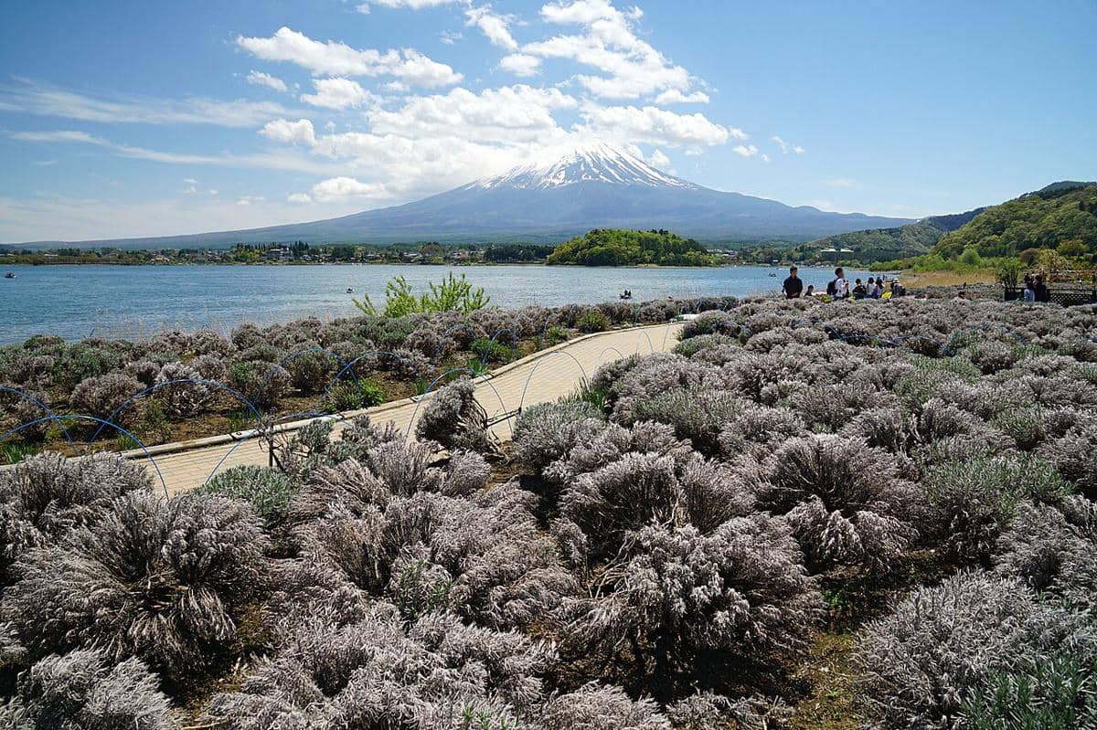 Kawaguchiko Natural Living Center, Fujikawaguchiko
