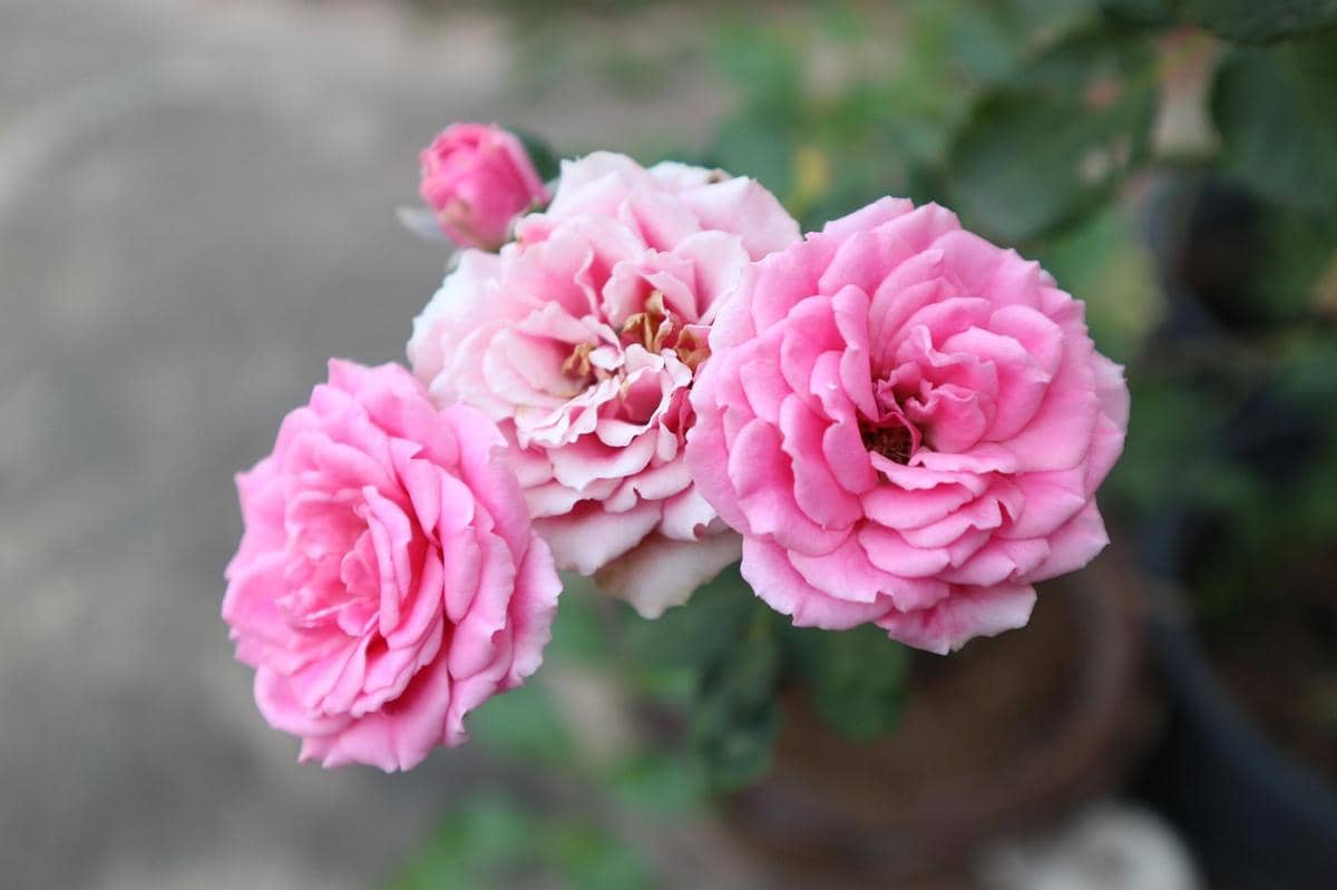 ilustrasi mawar pink