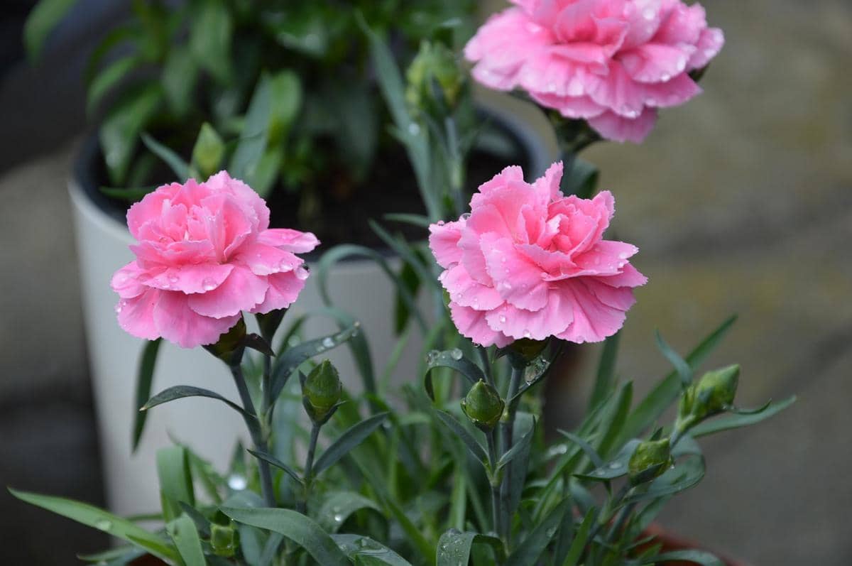 5 Jenis Bunga Warna Pink yang Cantik untuk Dekorasi Rumah