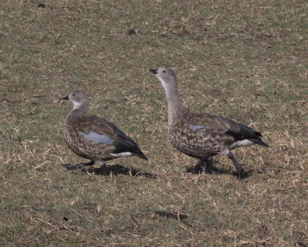 sepasang angsa bersayap biru di padang rumput dekat Addis Ababa, Etiopia
