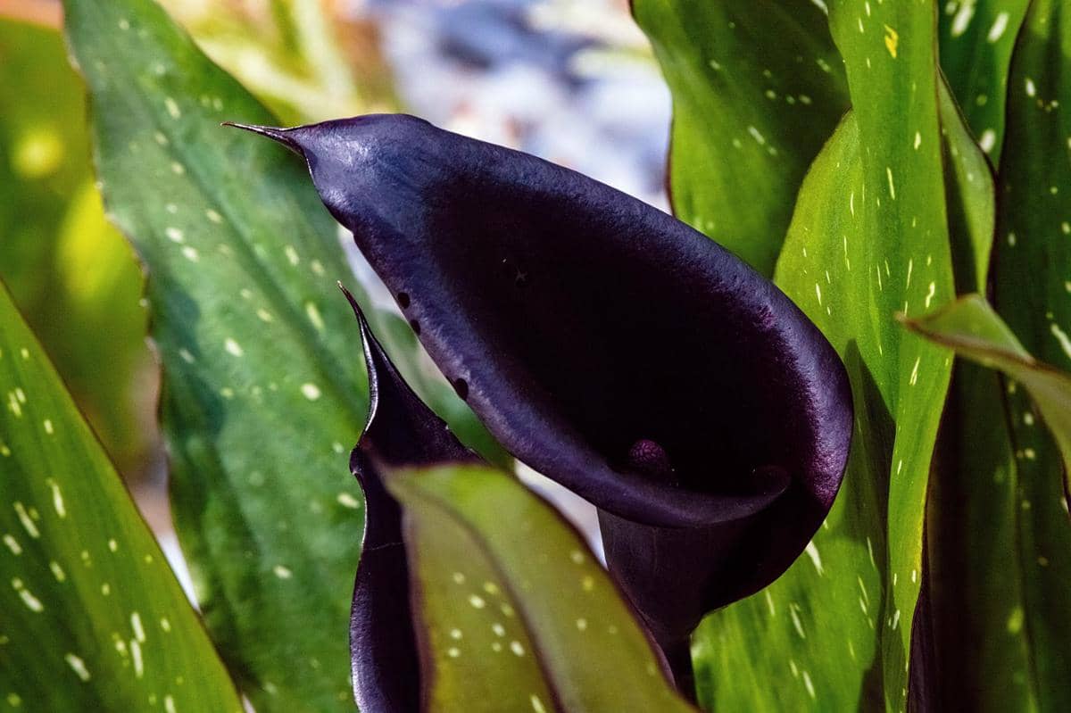 ilustrasi calla lily black star