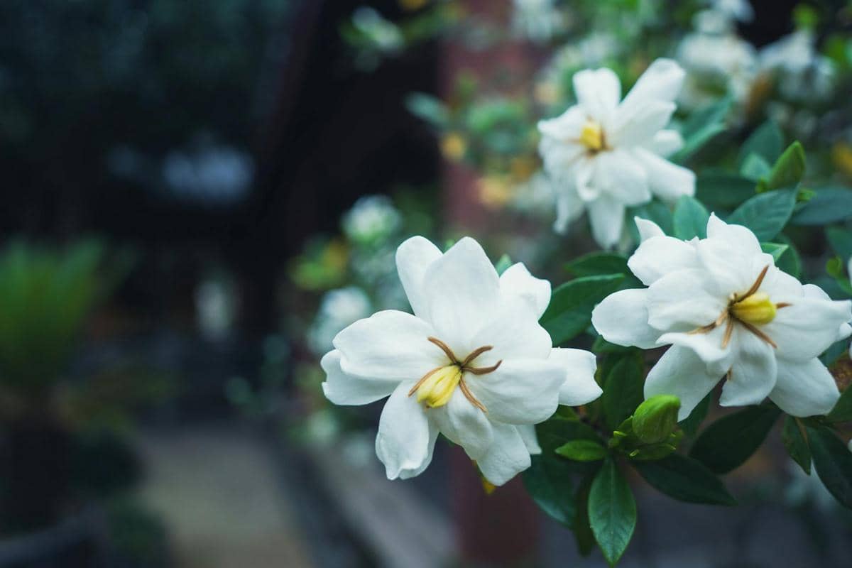 ilustrasi tanaman kacapiring