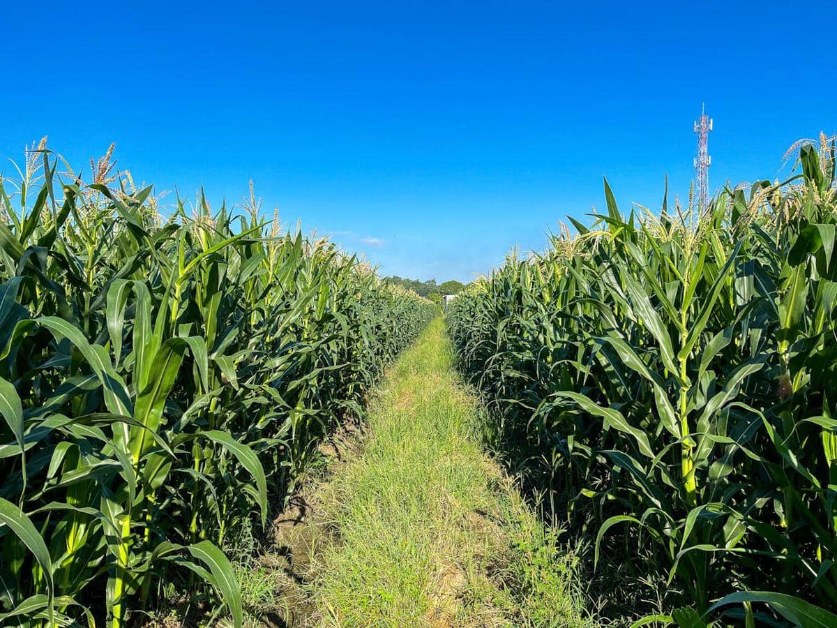 Jagung tanaman pangan yang bisa bertahan saat El Nino