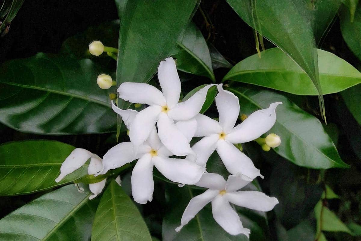 ilustrasi tanaman melati