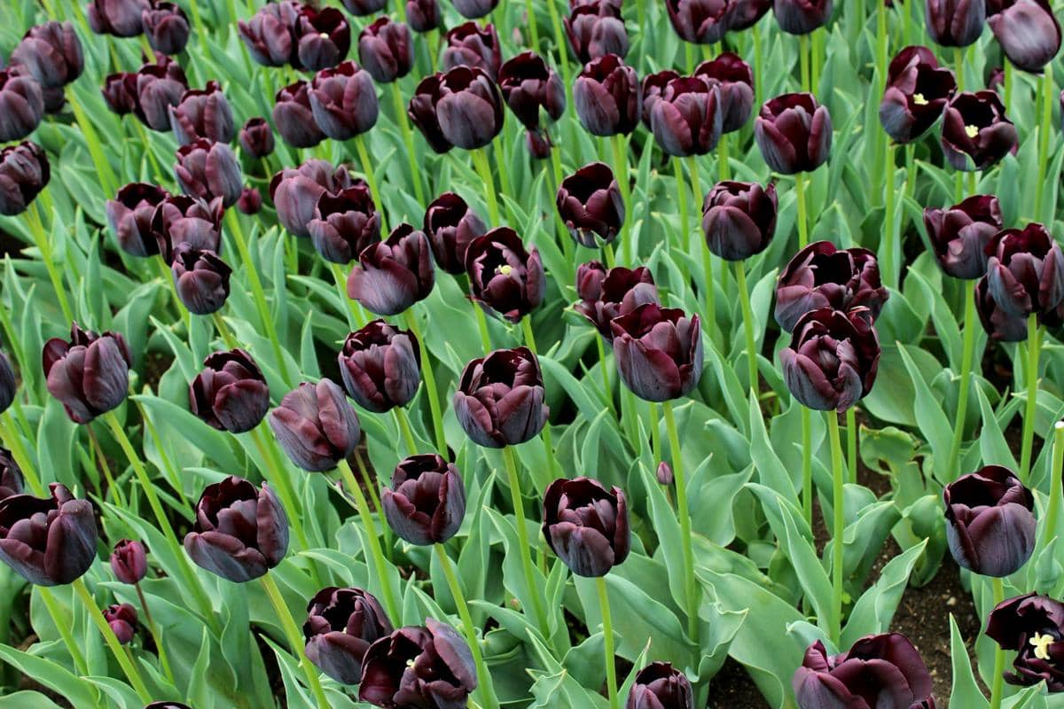 ilustrasi tulip hitam queen of night